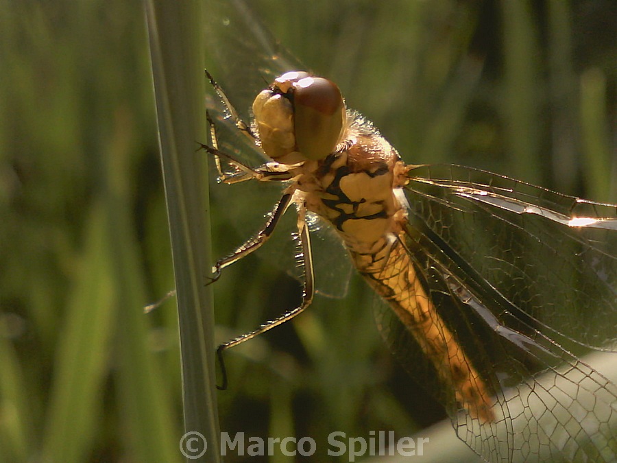 Sympetrum ?